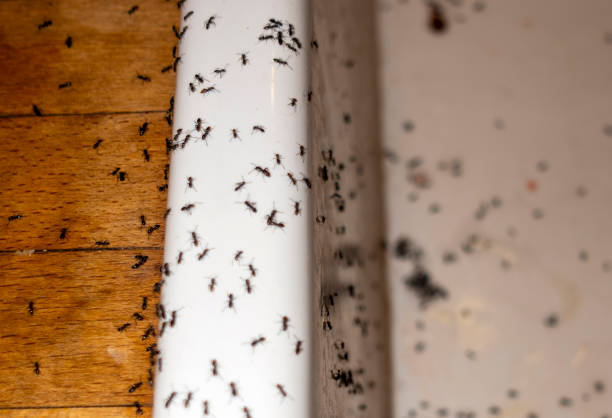 Best Pest Prevention Services  in Bridgehampton, NY