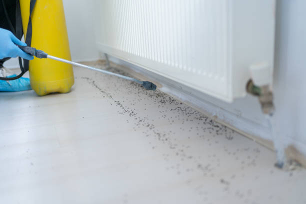 Wasp Removal Services in Bridgehampton, NY
