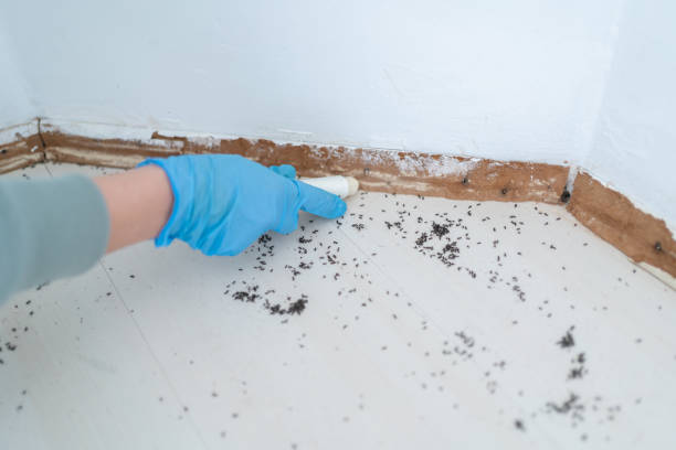 Best Flea Control Services  in Bridgehampton, NY